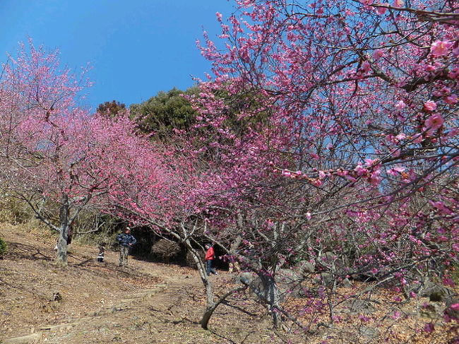 2014年３月、茨城県は筑波山の梅林へ妻と二人で出掛けました<br /><br />家から車で一時間もかからないのに、初めての梅林です(((^_^;)<br /><br />斜面に咲く梅はとっても綺麗な眺めでした。今年も来月に行ってみようと思います