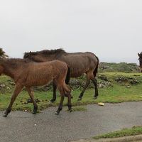 早春の沖縄、久米島・与那国島の旅（与那国島編）