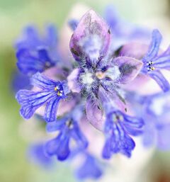 Japan  横浜イングリッシュガーデン2014　Spring　～ミツバチばあやの冒険～