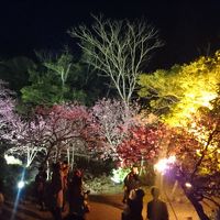 日本一早い桜まつり＆せいふぁーうたき