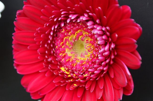 そろそろ花のイベントが各地で始まり出す、 来週東京ドームで世界らん展が行われる、 とても楽しみだ、 今日はフラワーパークに出向きいよいよ花モードにチェンジ。
