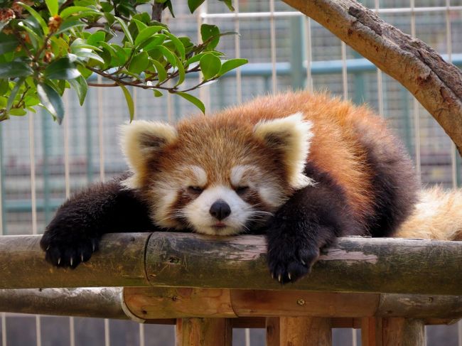 今日は中国地方の２園を訪問します。<br /><br />まずは山口県の周南市徳山動物園です。<br />ここ数年は毎年毎年順調に繁殖を重ねてきた徳山動物園、基本的に全数展示の方針を貫いての大放飼場でのわらわら展示などお客さんにとっても楽しい展示を提供して頂きました。<br />適齢期を迎えた子供達は日本各地の動物園に婿入り、嫁入りをして嫁いだ各地で子宝に恵まれています。<br /><br />この１月にもリコちゃんが宮崎市フェニックス自然動物園へお嫁入り、のんた君が岡山の池田動物園にお婿入りし、現在、徳山動物園で暮らしているレッサーパンダは５匹となりました。<br /><br />往時のわらわら感ももちろん楽しくてワクワクしましたが、放飼場に対して適性な匹数のパンダが落ち着いてのんびり暮らす姿を見るのもまたよいものですね。<br /><br />祭りの後・・・？<br />少し寂しくなった、でも、しっとりと落ち着いたとてもいい雰囲気の徳山動物園をお楽しみください。<br /><br /><br />これまでのレッサーパンダ旅行記はこちらからどうぞ→http://4travel.jp/travelogue/10652280