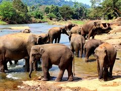 スリランカ世界遺産探訪8日間（ピンナワラ象の孤児院、ゴールリゾートホテル）