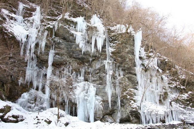 この時期にしか見られない奥秩父・三十槌(みそつち）の氷柱（つらら）と宝登山（ほとさん）の蝋梅を見に出掛けました。<br /><br />今回は、某大手旅行会社が主催する横浜発の日帰りバスツアー『冬の風物詩「三十槌の氷柱」・臘梅園と秩父パワースポットめぐり』を利用して出掛けたのですが、バス３台と大勢の人が参加していました。<br /><br />個人で横浜から奥秩父の三十槌までは行くには、西武秩父まで電車で約３時間＋バス約１時間半も掛かるためなかなか行きにくい場所なので、バスツアー利用が正解だと思います。