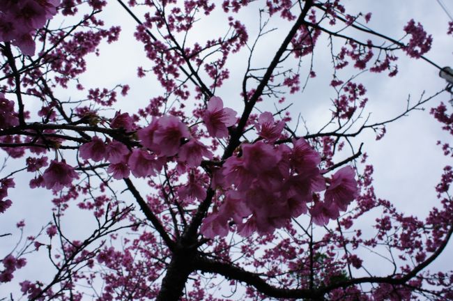 今年初めての旅は沖縄<br />今回の旅のお目当ては、寒緋桜を愛でることとホエールウォッチング。<br />生憎の悪天候でホエールウォッチングは欠航（涙）<br />代わりに、パッケージのクーポンで水族館を堪能。<br /><br />・八重岳<br />・美ら海水族館<br />・備瀬崎<br />・備瀬ワルミ<br />・コッコ食堂<br />・フクギ並木<br />