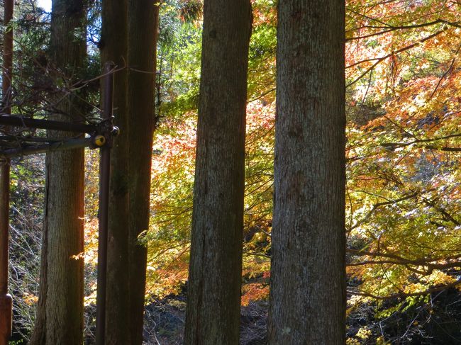 温泉大好き人間としては<br />昨今の富士山や箱根山が噴火するかも<br />という　ざわざわとした　風評に<br />危機感を高めるのですが<br /><br />奥湯河原に行ってきました<br /><br />今年は大学教授がいよいよ古稀を迎える<br />お誕生日のお祝いの集まりだったので<br />例年より　少し高級な宿<br /><br />とても良かった！<br /><br /><br /><br />2016.3.4. 追記