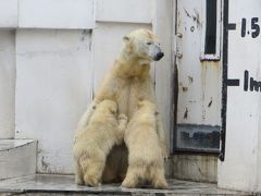 ゴールデンウィーク　北極熊の赤ちゃんに　会いに行った！　登別から札幌円山動物園へ