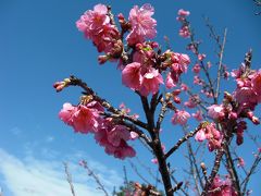 日本一早い桜を見に行こう