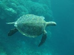 セブ島・プルクラで癒しの女子旅②～カビラオ島でシュノーケリング～