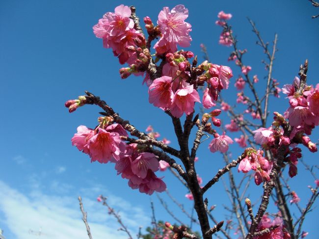 日本一早く咲く桜を見に行こうとツアーを探していると大手の XXトラピックスでお手軽な値段でデラックスなホテルに宿泊出来るツアーが有り早速申し込みました。<br />