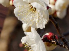 梅が咲き始めた須磨離宮公園