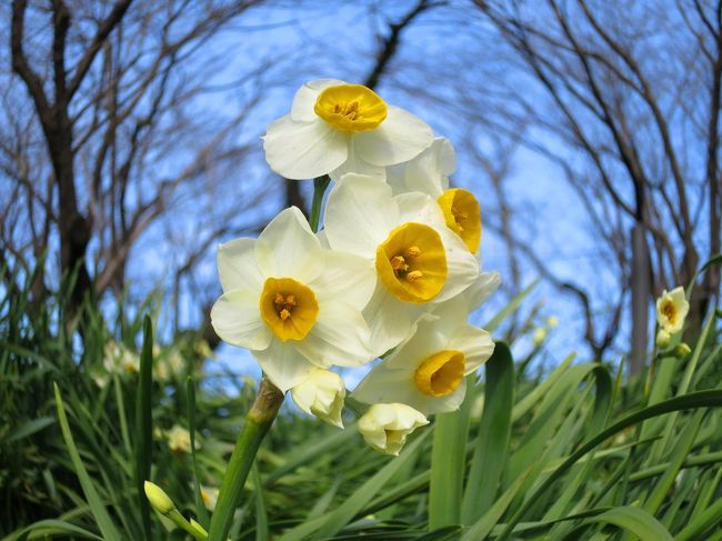 隠れ切支丹(キリシタン)の里に咲く花／マリア地蔵に秘められし想い