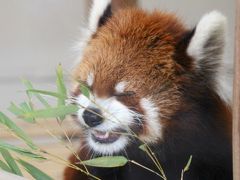 洋らん展とレッサーパンダに会えた大崎公園の園芸植物園と子供動物園～東京ドームに行く前に