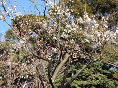 小石川後楽園の梅かおる庭園を散策してきました