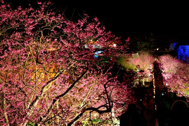 日本一早い桜だよりは沖縄から！<br /><br />まだまだ風も冷たい沖縄ですが、１月下旬から始まる桜（緋寒桜）の開花に合わせ、本島北部の桜の名所を順番に巡ってゆく旅♪<br />「日本さくらの名所100選」にも選ばれている「名護中央公園」の桜を観た後、さらに北上してやってきたのが「今帰仁城跡」です。<br /><br />この世界遺産の城跡も桜の名所の１つで、今回は、開花に合わせて開催される「今帰仁グスク桜まつり」の期間に行われているライトアップをお目当てに訪れてみました～。<br /><br />ライトアップされた城跡で、暗闇の中に浮かび上がるように咲く艶やかなピンクの桜がとっても印象的で、今も残る見事な城壁とともに美しい光景を楽しむことができました♪<br /><br />〔 旅の行程 〕<br />・ホテル ゆがふいんＢＩＳＥ ～ 今帰仁城跡（今帰仁グスク桜まつり） ～ （泊）<br /><br />〔 沖縄本島北部から日本一早い桜だより 〕<br />・１月31日（１日目）午後：名護市/名護さくら祭り<br />　～日本の春はここからはじまる♪ 2015・名護さくら祭り編～<br />　　http://4travel.jp/travelogue/10977835<br />・１月31日（１日目）夜：今帰仁村/今帰仁グスク桜まつり（この旅行記）<br />・２月１日（２日目）午前：本部町/本部八重岳桜まつり<br />　～さくら、ひとあし、お咲きに♪ 2015・本部八重岳桜まつり編～<br />　　http://4travel.jp/travelogue/10981931<br /><br /><br />〔 世界遺産「琉球王国のグスク及び関連遺産群」を巡る旅 〕<br />・座喜味城跡　～蒼い空と海の間に立つ残波岬灯台＆世界遺産・座喜味城跡～<br />　　http://4travel.jp/travelogue/10887885<br />・勝連城跡　～天空の城・勝連城登城記～<br />　　http://4travel.jp/travelogue/10806029<br />・首里城跡/園比屋武御嶽石門<br />　～琉球王国のシンボル・世界遺産首里城から金城町石畳道へ～<br />　　http://4travel.jp/travelogue/10796702<br />・玉陵　～琉球王国時代の風が吹く…2014・首里城祭へ♪～<br />　　http://4travel.jp/travelogue/10947855<br />・斎場御嶽　～琉球王国最高の聖地・斎場御嶽と美ら海と～<br />　　http://4travel.jp/travelogue/10800518