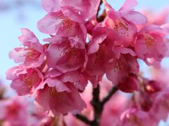 ●○●　２０１５桜さくら（沼津香貫公園　河津桜編）　○●○