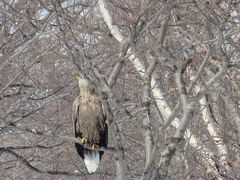 2015羅臼　流氷にあこがれて