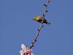 春を捜しに、桜を求めて天城越え！？