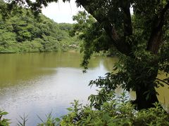 桜の名所、神奈川県立三ッ池公園