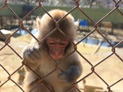 天然記念物。高宕山ニホンザルに会いに