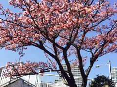 梅のはずが桜に・・・