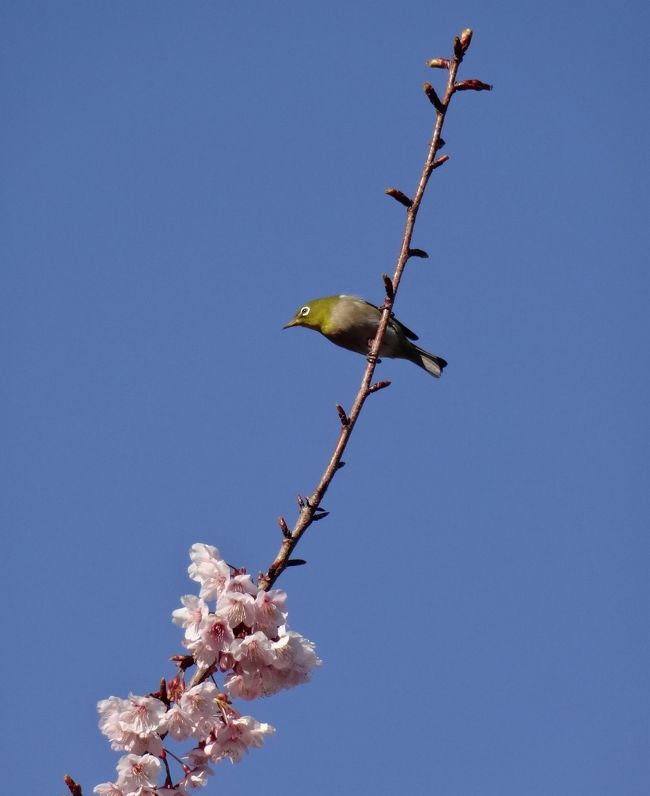 河津桜は毎年２月上旬から開花しはじめ約１ヶ月を経て満開になります。<br /><br />極寒の関東を抜け出して（いやいや、北海道や東北、北陸の方に叱られますね。でも関東としても今年の寒さは異常ですのでお許しを）春を捜しに南下しました！<br /><br />ところが例年なら咲くはずの河津桜は１分咲程度。<br /><br />これではならじと七滝、天城越えを経て土肥桜を捜しに行ってきましたーー。<br /><br />（なお、この投稿をした2/24では河津は３分咲き〜５分咲きのようです）
