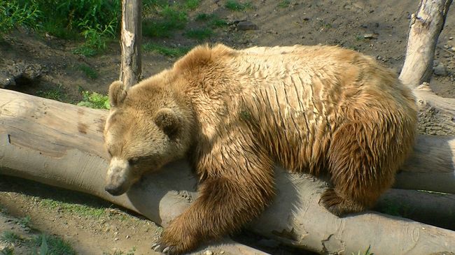 ヨーロッパ　6-(15)　アーレ川から熊公園、そしてベルンの時計塔ツィートグロッケ・トゥルムへ・・・