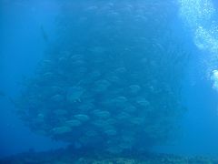 2008年粟国島_ギンガメトルネードを求めて一人旅