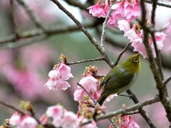 沖縄本島北部から日本一早い桜だより【３】～さくら、ひとあし、お咲きに♪ 2015・本部八重岳桜まつり編～