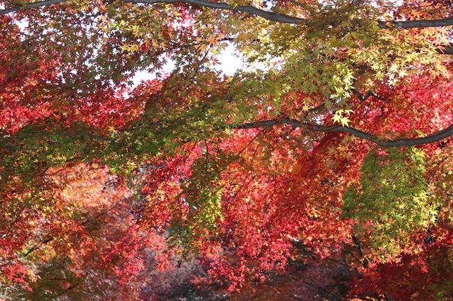 紅葉の季節、神戸森林植物園へ。<br />カフェでカレーとソフトクリームを食べて、園内を散策。<br /><br />その後は近くにある弓削牧場でおいしいチーズを食べた1日♪