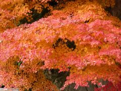 晩秋の紅葉をたのしむ：(1)環境芸術の森 in 佐賀