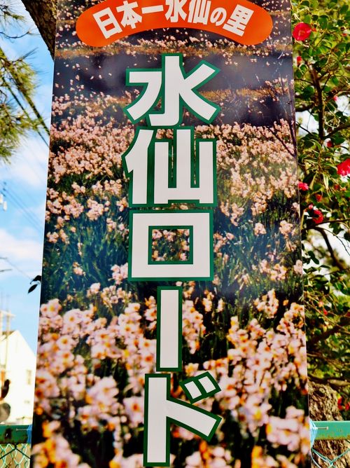 千葉県 鋸南町産 日本水仙 100本入り 袴付きです 切り花 backend=imagemagick;version=1;