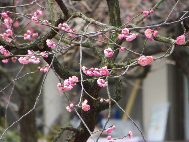 湯島天神の梅まつりが2月8日から始まりました<br />いい天気だったので上野に向かったのに<br />どんどん寒くなってきて<br />天気も曇り空になってしまって<br />散々な午後でした<br /><br />この時点では梅もチラホラ<br />いえいえ　チ　ぐらいでした<br />