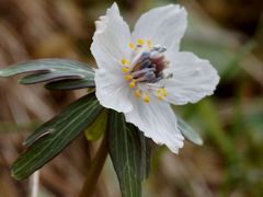 早春の花・節分草が咲き始めた丹波市青垣町