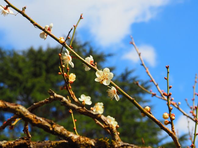 梅情報をみると、つぼみばかりですが、京都府立植物園は咲き始め。<br /><br />まだ行った事が無いし、きのうから「早春の草花展」をやっているようです。<br /><br />また、そのちかくには紅茶がとっても美味しい北山紅茶館があり、美味しい紅茶が飲みたいで〜す。<br /><br />青空の見えているこの日、梅を期待しながら、植物園へ行ってみます。<br /><br />植物園で花をたくさん撮ったので、植物図鑑のような旅行記になってしまうかもしれませんね。<br /><br />【写真は、咲き始めている白梅です。】