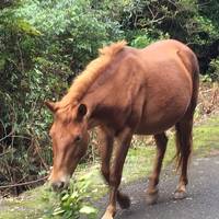 予定外の都井岬