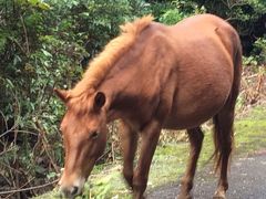 予定外の都井岬