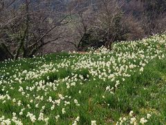 鋸南3/5　江月　水仙ひろばの先へ 山里の花園　☆富士山も見える展望