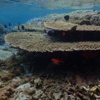 アフリカの島国アイランドホッピングの旅　フランス海外県レユニオンを路線バスで一周の旅（リゾートタウン周遊編）