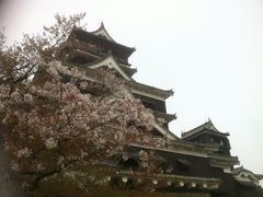 熊本城の桜