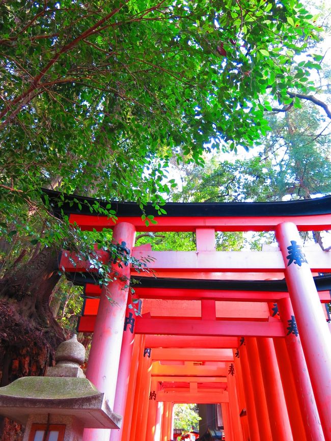 友達が言っていた美しい千本鳥居の景色を見に伏見稲荷神社へ行ってきました。<br />伏見稲荷駅に着いたときは気温がぐっと下がったような気がして首をすくめながら本殿へ向かいました。<br />本殿へ続く道は屋台が並んでいてたくさんの人でにぎわっていました。<br /><br />朱色の美しい本殿におまいりして、千本鳥居のほうへ。<br />朱色の鳥居がどこまでも続く道に息をのみました。<br />その道をのぼっていくと途中でたくさんの社に出会い、たくさんの美しい景色を見ることができました。<br /><br />思っていたよりも急な道で息を切らしながらでしたが、とても素敵な時間を過ごすことができました。<br />