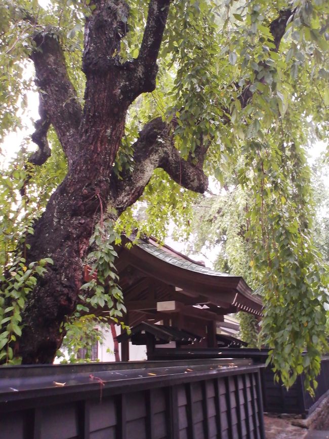 青春18きっぷを使い、東北５県を巡る旅。<br />3月の東日本大震災でで被災した東北にために少しでも役に立てないかと思い、<br />観光をしてお金を落として、経済が少しでも回ってくれればと思っての旅行。<br /><br />5日目は秋田・角館の街歩きと乳頭温泉で風呂のハシゴ。<br /><br />◆日程◆<br />　 8/12（金）　札幌⇒青森<br />　 8/13（土）　青森⇒弘前⇒白神山地⇒大鰐⇒秋田<br />　 8/14（日）　秋田⇒酒田⇒新庄⇒山形<br />　 8/15（月）　山形⇒山寺⇒銀山温泉⇒鶴岡<br />　 8/16（火）　鶴岡⇒羽黒山⇒角館<br />★8/17（水）　角館⇒乳頭温泉⇒北上<br />　 8/18（木）　北上⇒遠野⇒平泉<br />　 8/19（金）　平泉⇒八戸<br />　 8/20（土）　八戸⇒苫小牧⇒札幌