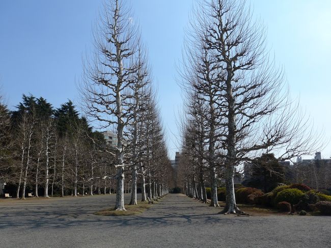 昨日(2/14)に引き続き快晴の東京を歩いて廻りました。<br />少し寒くて吹く風が台風みたいに強かったですが<br />行きたい場所に行くことが出来、美味しい料理も食べることが出来、<br />あわせて吊り飾りとお雛様も観ることが出来、２日続きで最高の１日をすごすことが出来ました。<br />本旅行記では千駄ヶ谷駅から新宿御苑・新宿御苑内の温室そして出口までの景色と花をご紹介します。