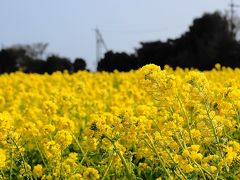 春をお先にいただきました。菜の花が咲き乱れる渥美半島！