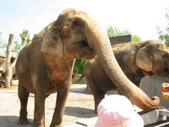 象にエサ＆象に乗れる動物園　In スイス