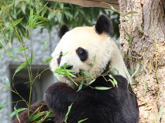 今度こそレッサーパンダのミンファちゃんに会いに神戸の王子動物園へ（３）ミッションNo.３：ジャイアントパンダの旦旦ちゃんの３度のお食事タイム＆ミッションNo.４：ホッキョクグマの雪あそび