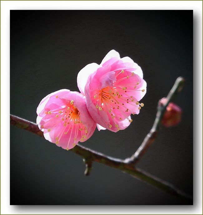 ■確実に近づく春の訪れ。白色や淡いピンク色の梅の花たちが咲きはじめました♪<br /><br />▽名勝「縮景園」／広島県広島市中区上幟町<br />　縮景園は、広島藩主浅野長晟（ながあきら）に、元和（げんな）6年（1620）から別邸の庭園として築成されたもので、作庭者は茶人として知られる家老の上田宗箇です。<br />　園の名称は、幾多の景勝を聚め縮めて表現したことによるが、また、中国杭州の西湖を模して縮景したとも伝えられています。<br />　園の中央に濯纓池（たくえいち）を掘って大小10余の島を浮かべ、周囲に山を築き、渓谷、橋、茶室、四阿（あずまや）などが巧妙に配置され、それをつなぐ園路によって回遊できるようになっています。<br /><br />▽「縮景園」で梅見茶会　市民ら、花と甘酒など楽しむ～産経ニュースより<br />　広島藩主、浅野家の別邸として造園された日本庭園「縮景園」（広島市中区）で１５日、花を咲かせ始めたウメを愛でる梅見茶会が開かれた。<br />　同園と広島ゆかりの茶道流派「上田宗箇流和風会」が昭和４０年から続けており今年が５１回目。多くの市民らが、ほころび始めた花と茶の湯や甘酒を楽しんだ。<br />　茶会は、本席が園内に建つ清風館で催された。紅梅と白梅合わせて約１００本が植えられている梅林では、甘酒を振る舞う席が設けられた。<br />　今年は寒波の影響から開花は遅めだが、白加賀や藤牡丹（ぼたん）などの早咲きのウメは白や淡いピンクの花を咲かせ始めており、訪れた人たちは温かい甘酒とともに確実に近づく春の訪れを感じていた。<br /><br />【　手記　】<br />　約100本の梅の木が植えられた園内の梅林では今年、早咲きの品種が１月13日に開花したそうですが、２月上旬に冷え込んだこともあって現在は花数が少なく、二～三分咲き程度だったです。<br />　観梅には早すぎることは重々承知しておりましたが、梅見茶会がありましたのでコンデジ持ってちょっと立ち寄ってきました。梅の花は今月下旬くらいが見ごろになりそうです。