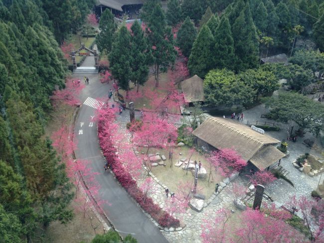 暖かな日曜日、友人とともに九族文化村に桜を見に行きました。<br />天気が良すぎて暑いくらいの陽気です。桜は臺灣の濃いピンクの桜が中心ですが、吉野桜等もあります。<br />夜はライトアップや光のパフォーマンスショーなども。<br />高鐵台中駅から九族文化村まで直行バス。往復340NT$(1200円くらいか)は、旧正月前の日曜ということで大増発。<br />ただし帰りは満員です。<br />纜車(ﾗﾝﾁｬｰ:ゴンドラ)を乗り継いで日月潭まで行ってきました。<br /><br />