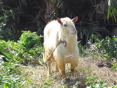 現実逃避するには八重山でしょ