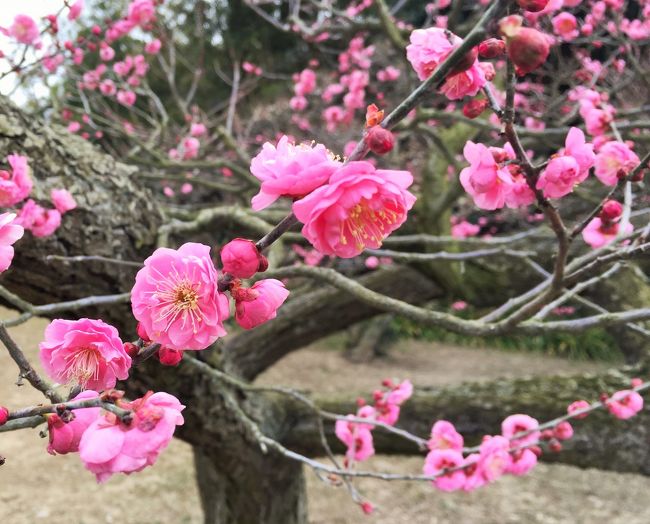 香川に旅しました。<br />温泉でのんびり。<br />栗林公園では梅が咲き始め、春の訪れを感じました。<br />　